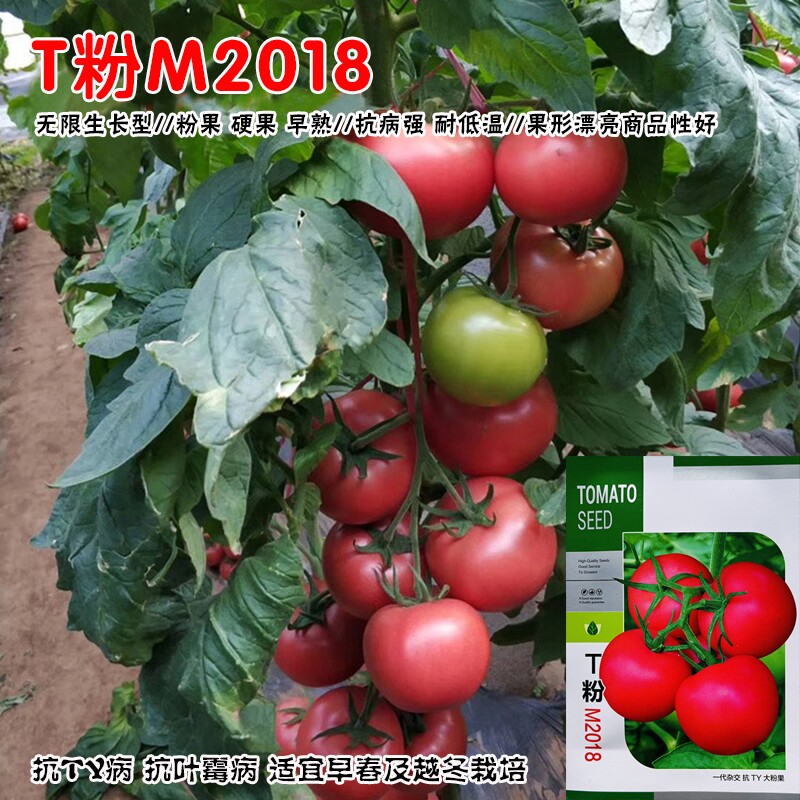 T粉M2018番茄种子西红柿种籽孑硬果产量高无限生长型大田用种正品