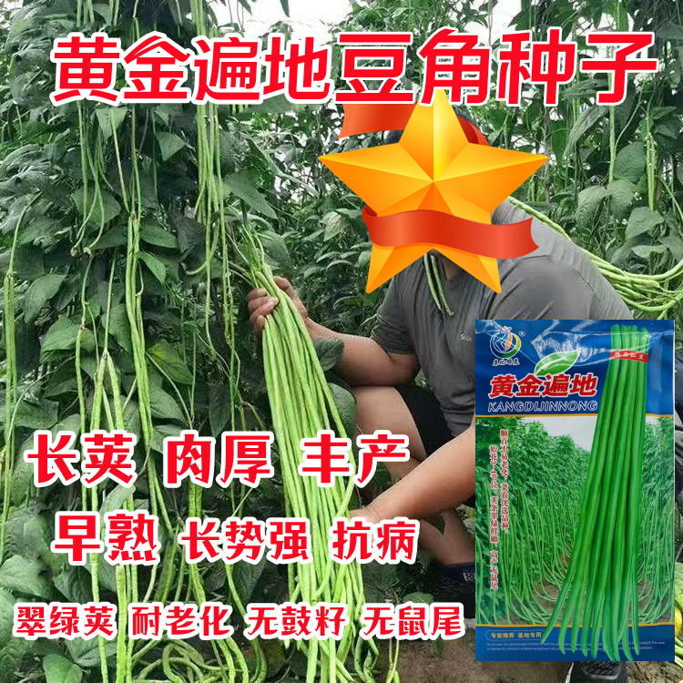 黄金遍地长豆角种子高品质蔬菜种顺直耐老化无鼠尾翠绿色豇豆种籽