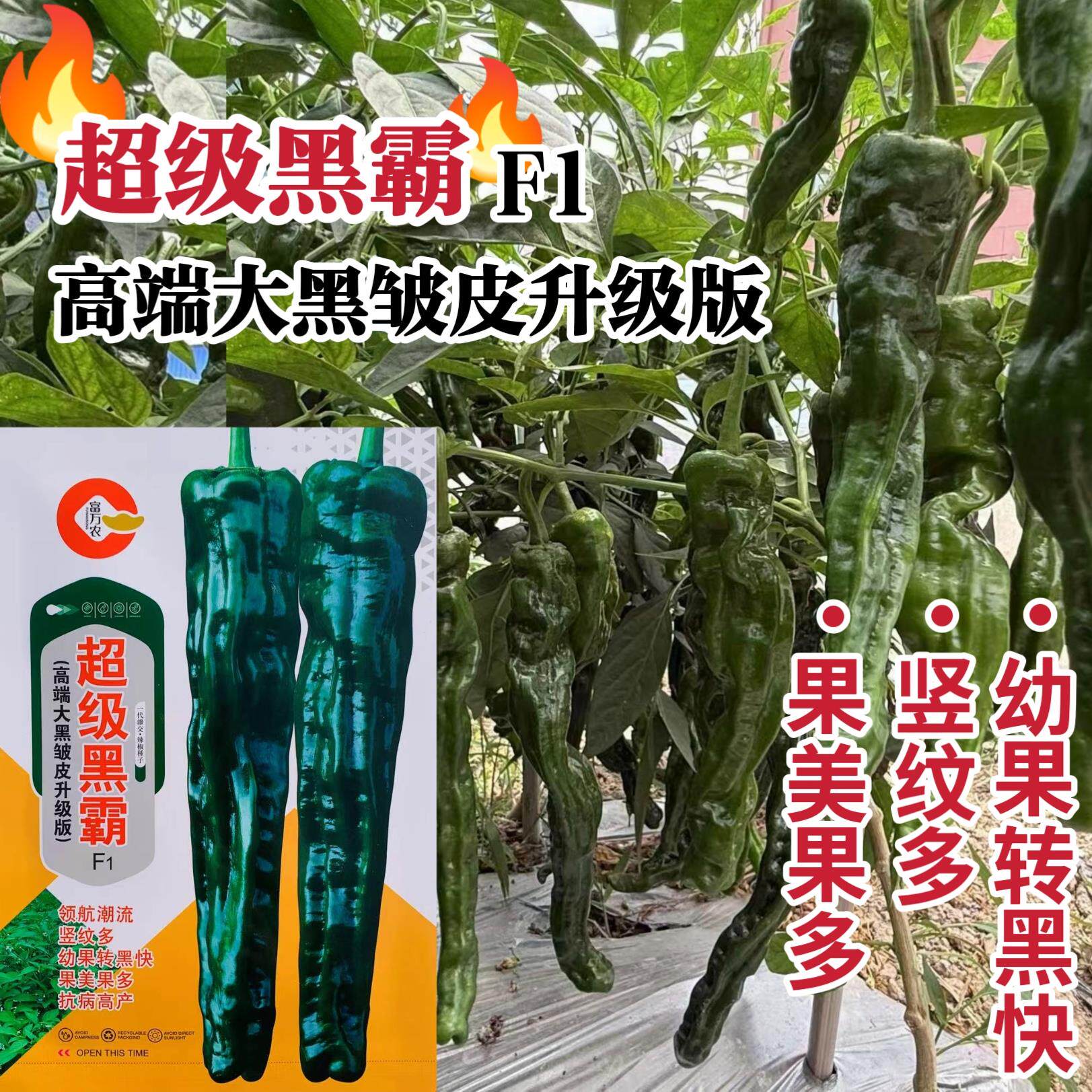 超级黑霸高端大果皱皮椒种子幼果转黑快薄皮特大黑皱皱椒种子特辣