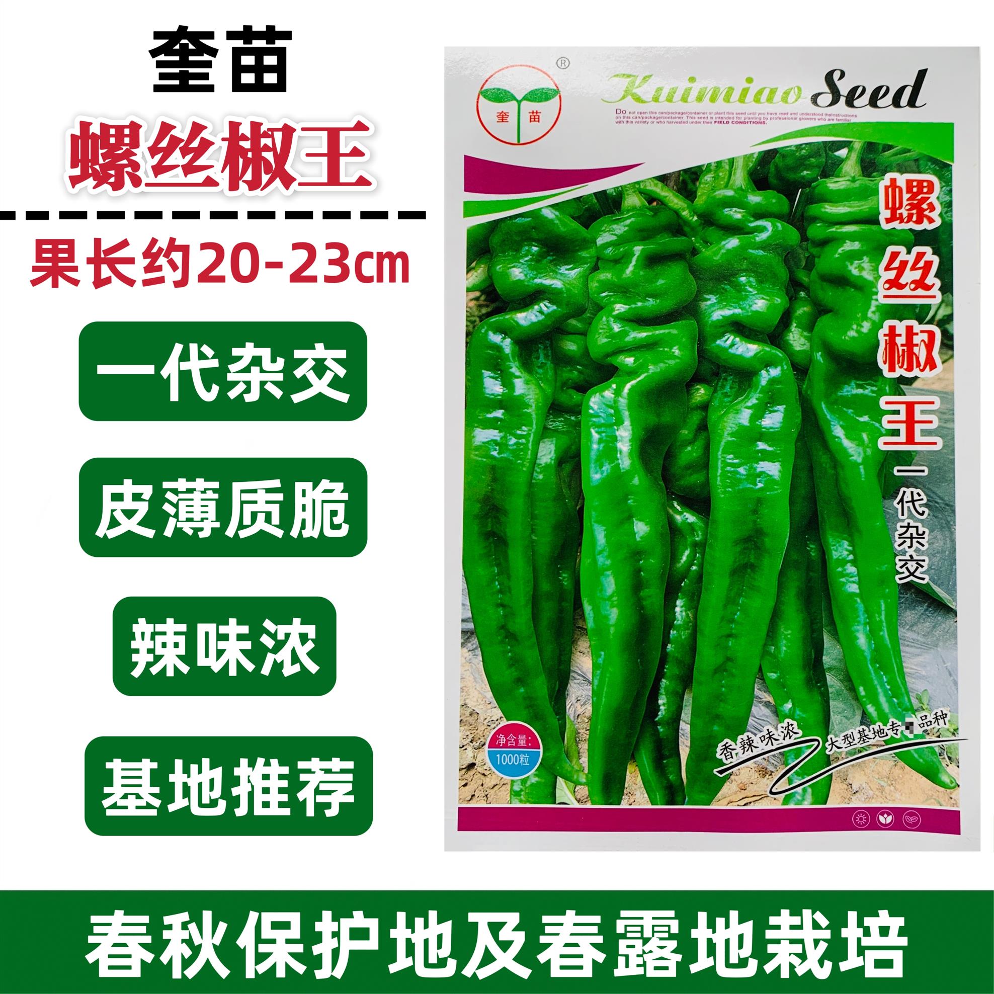 螺丝椒王辣椒种子皮薄香辣螺丝椒种籽牛角型辣椒辣味浓抗病