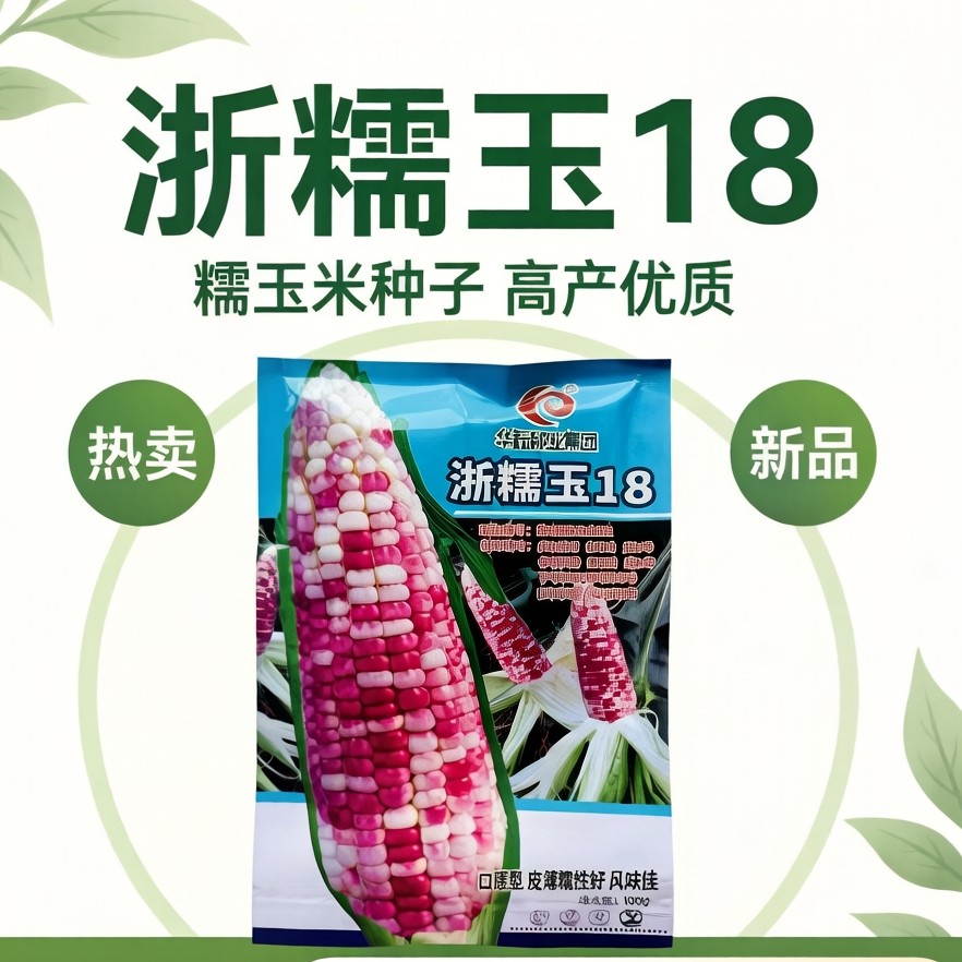 浙糯玉18小彩糯玉米种子鲜食彩甜糯玉米南北方春夏秋三季播种
