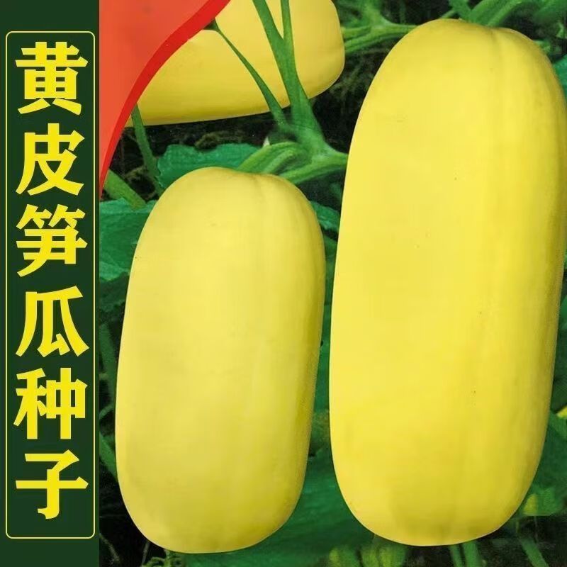 新种黄皮大笋瓜种子黄吊瓜种籽高产早熟农家春夏季播黄皮笋瓜蔬菜