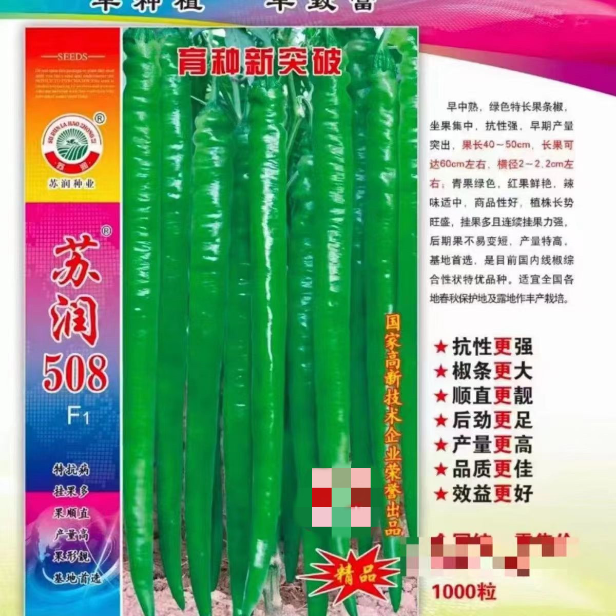 苏润508线椒高产抗病早熟薄皮