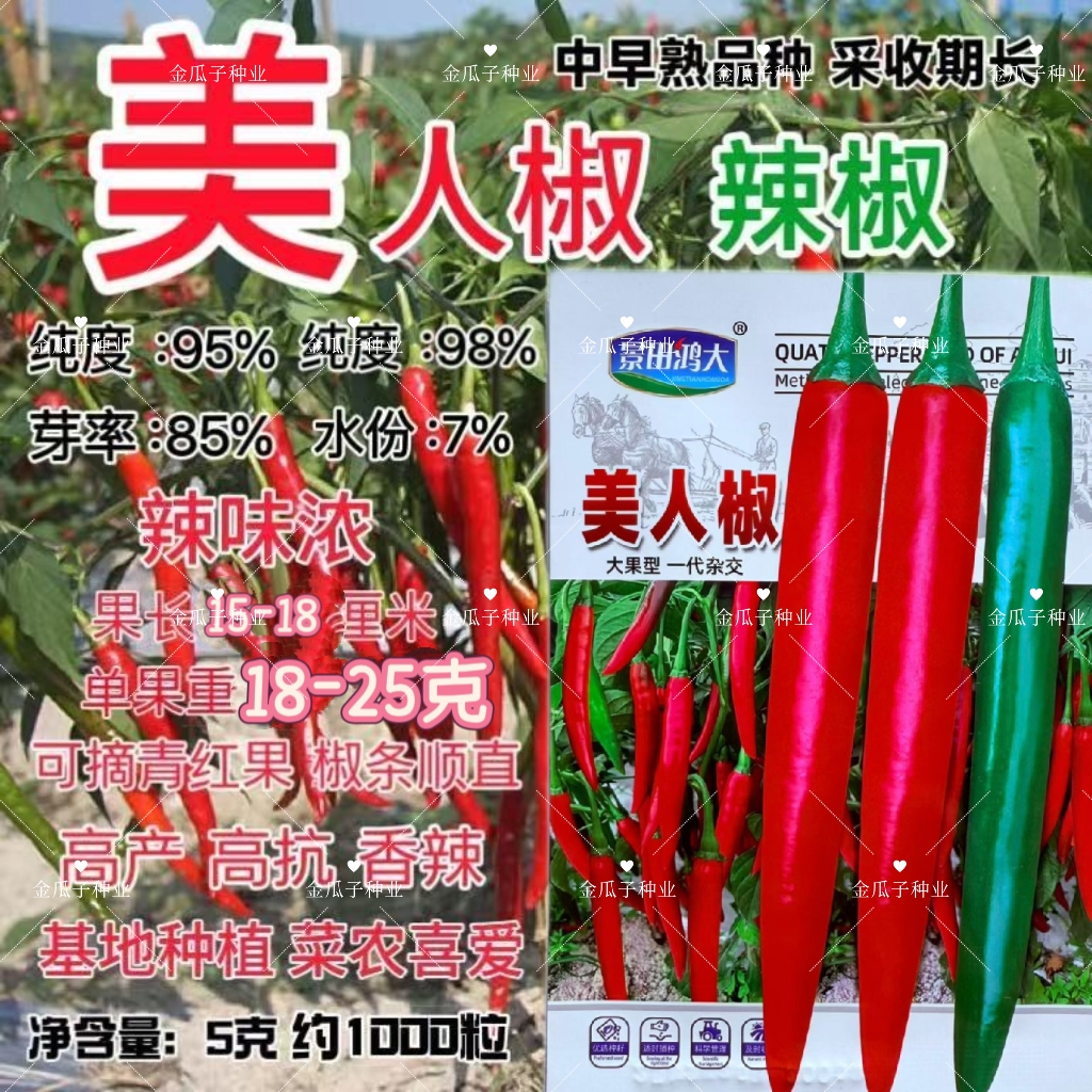 美人椒种子大果型辣椒种子辣味浓高产抗病商品佳耐热耐寒春秋播种