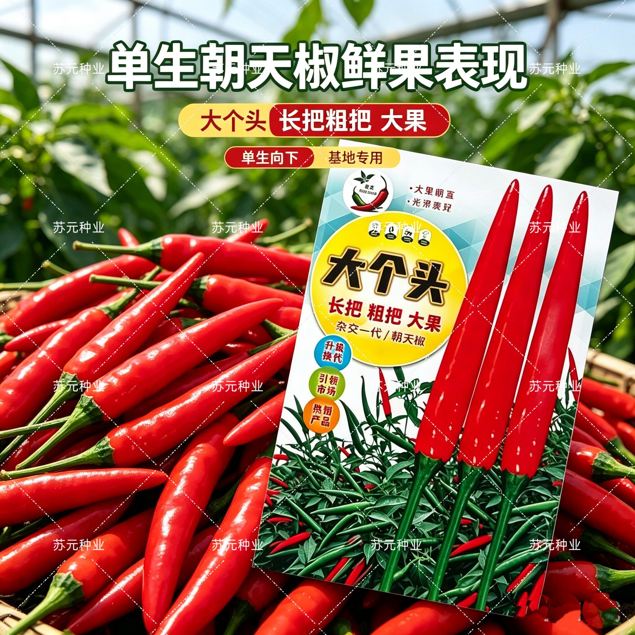 大个头朝天椒种子大果中晚熟长把硬果粗把颜色亮大个头辣椒种