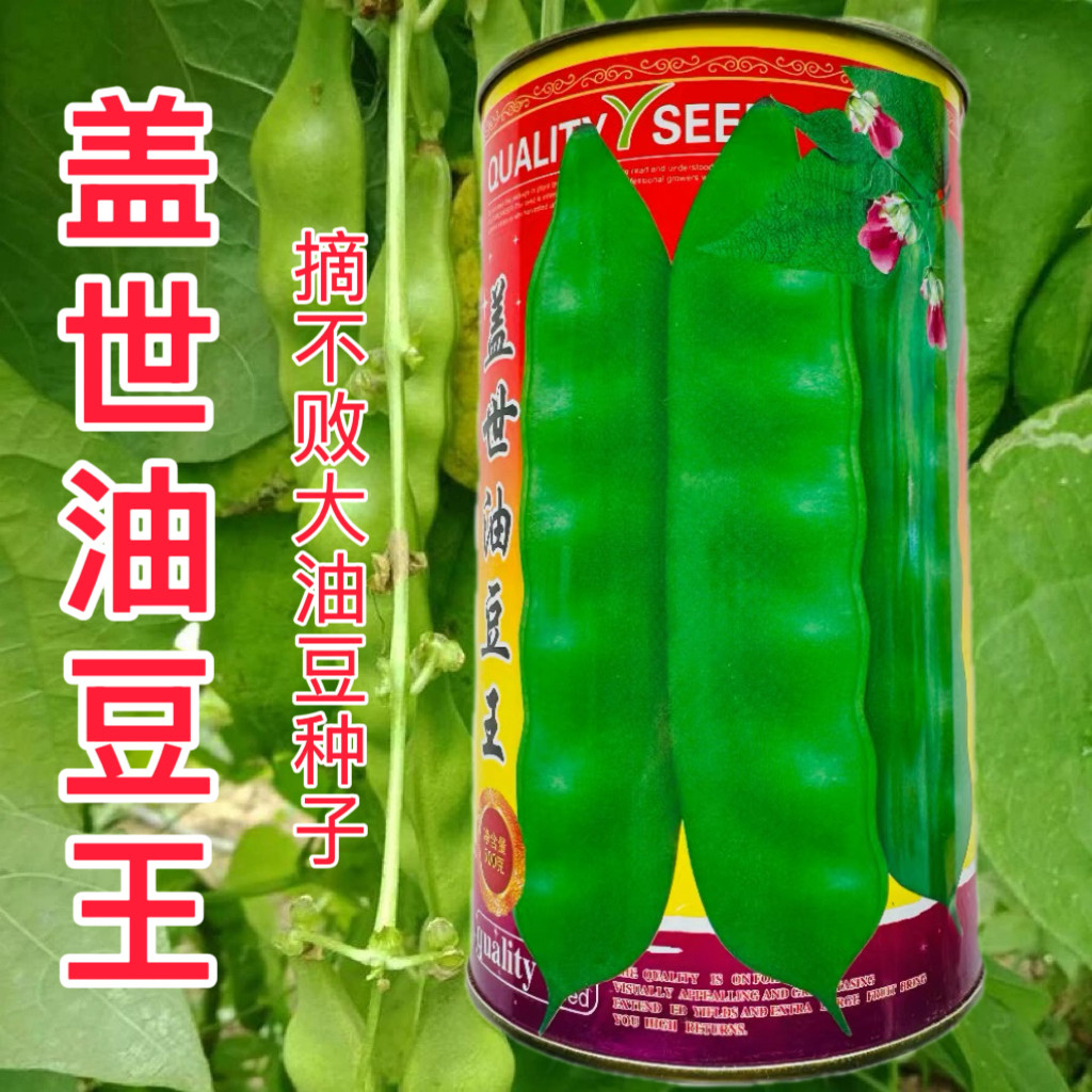 油豆角种子高产抗病耐热耐寒无筋无丝大油豆角种籽春秋播蔬菜种籽图片