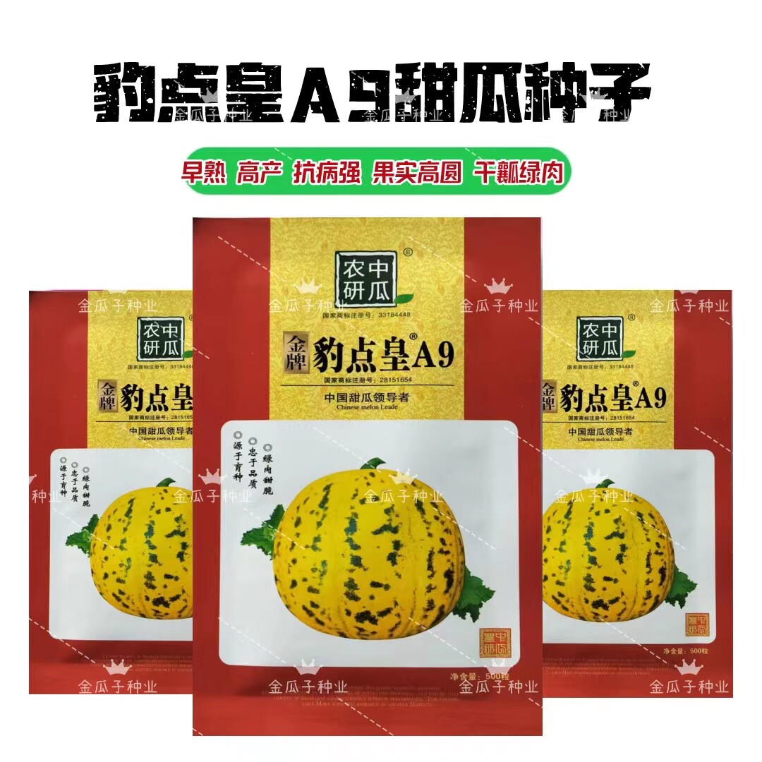 金牌豹点皇a9甜瓜种子早熟豹点花皮绿瓤特大八里香种籽水果香瓜籽