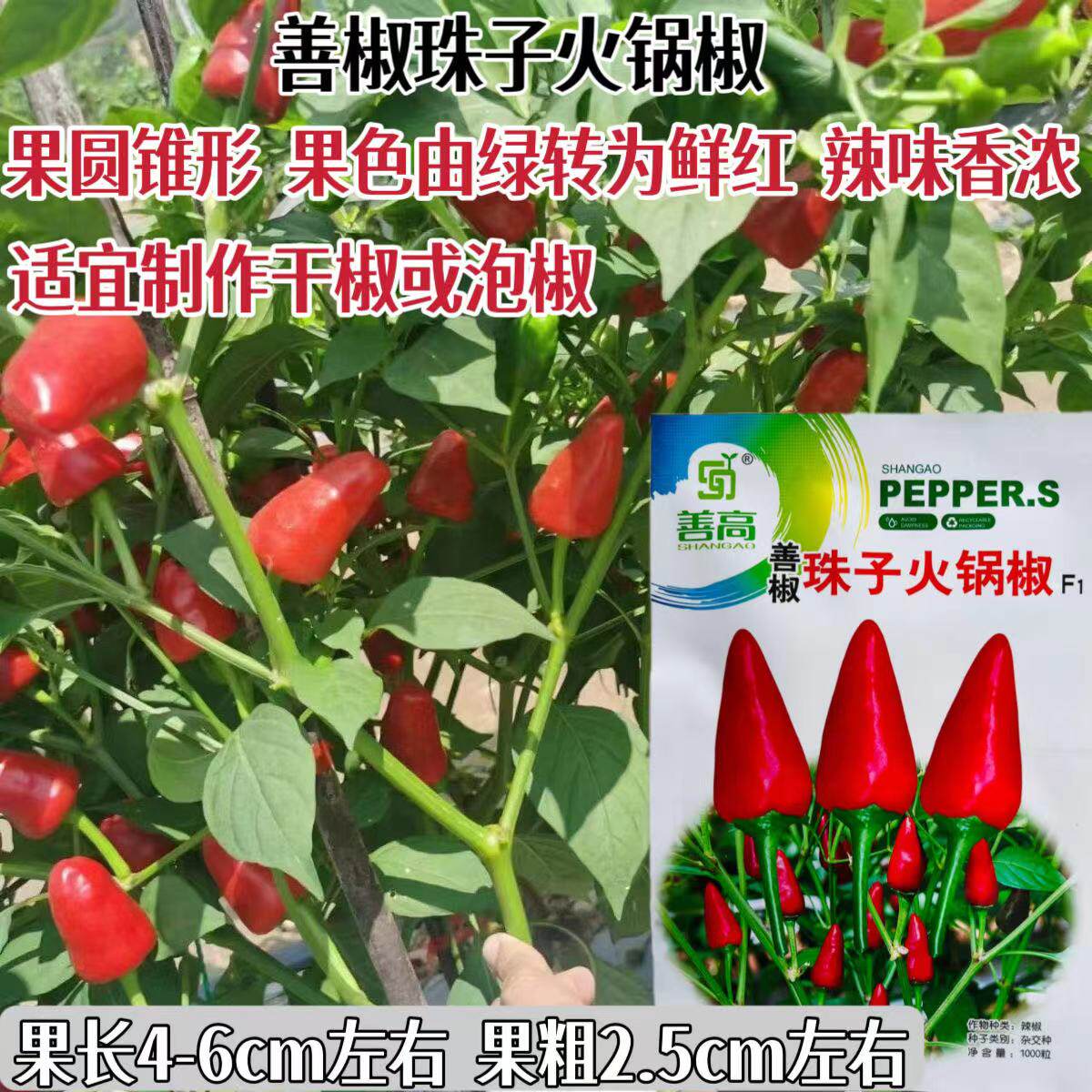 珠子火锅椒种子早熟杂交子弹头特辣朝天椒种籽大田基地蔬菜种孑子