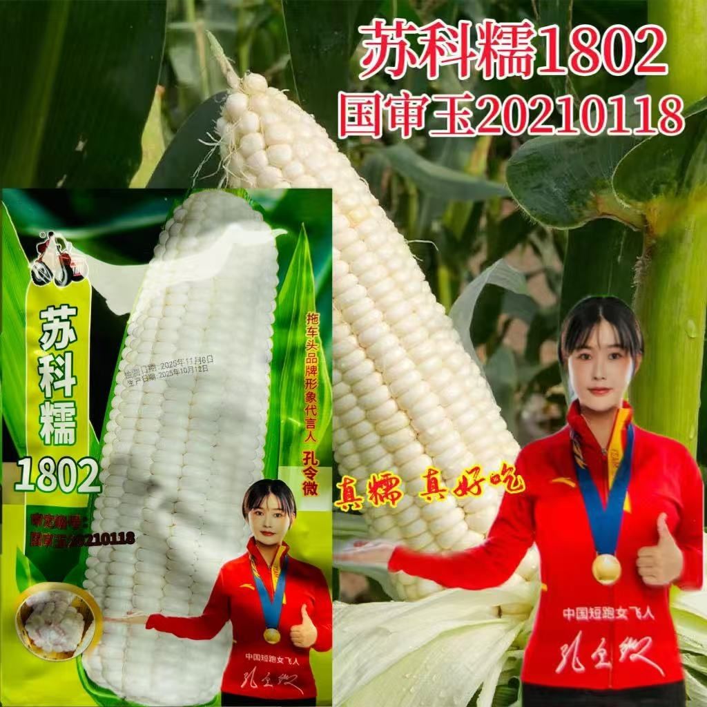 苏科糯1802甜糯白玉米种子鲜食糯玉米种籽黏甜好吃高产抗病粘玉米