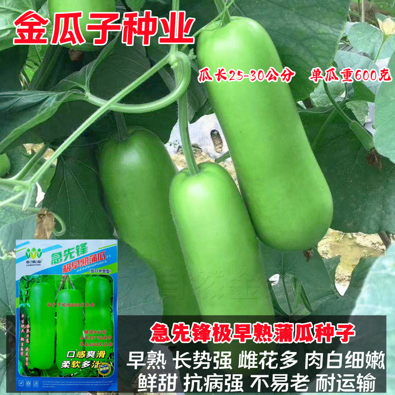 短棒早熟瓠瓜种子抗病微皱耐热
