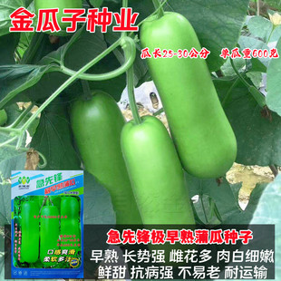 急先锋早熟瓠瓜种子短蒲瓜种籽甜瓠子瓜种菜葫芦四季春季蔬菜种孑