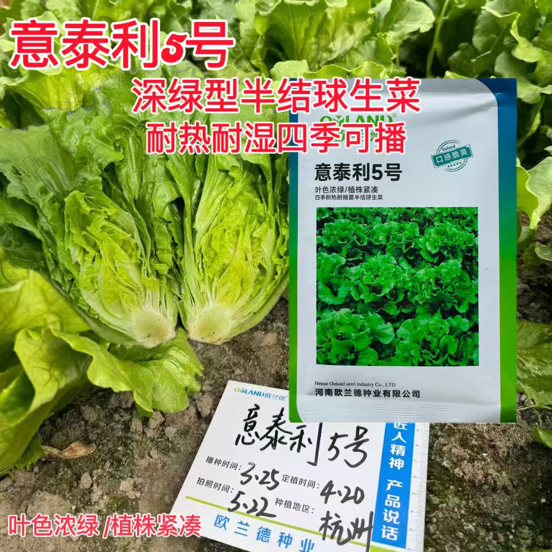 意泰利5号散叶半结球生菜种子浓绿叶绿帮耐热耐湿耐抽苔生菜种籽