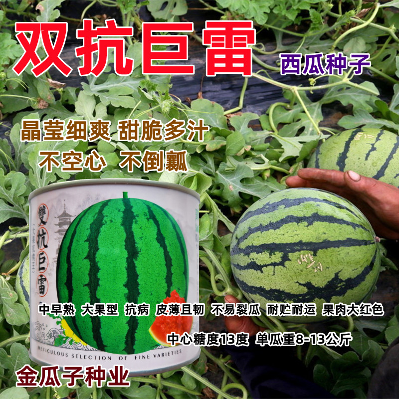 卡其双抗巨雷西瓜种子圆形瓜中早熟大果地雷西瓜种籽抗病薄皮耐裂