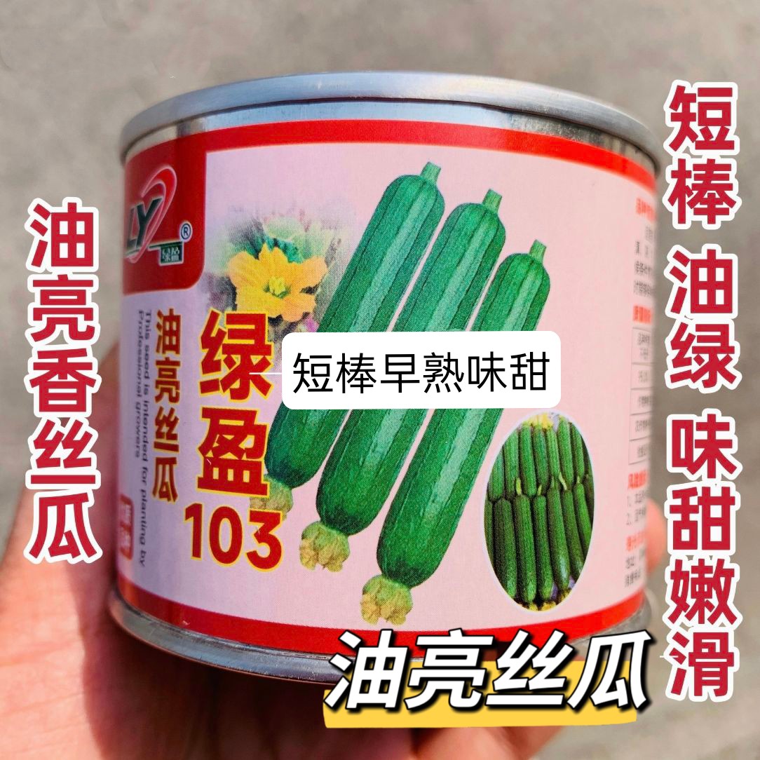 绿盈103油亮型丝瓜种子早熟结瓜多油皮丝瓜种子春季杂交短棒丝瓜