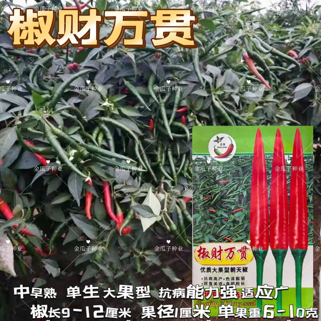 椒财万贯朝天椒种子泰国引进大果型朝天椒种子中晚熟鲜红抗寒耐热