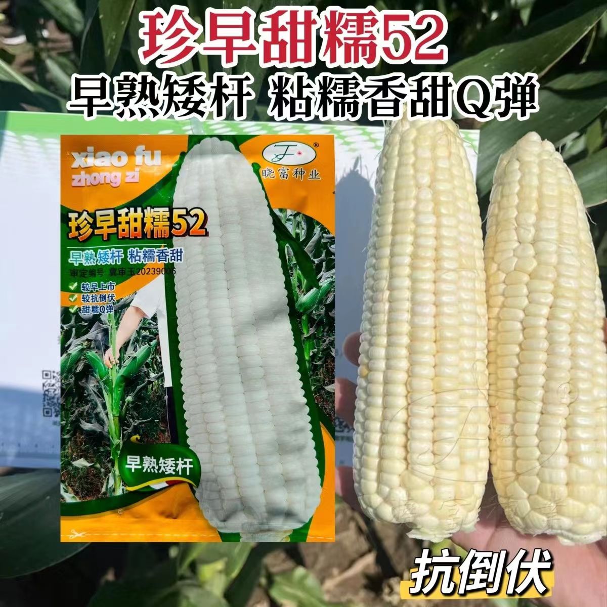 珍早甜糯52白玉米早熟大棒香甜糯