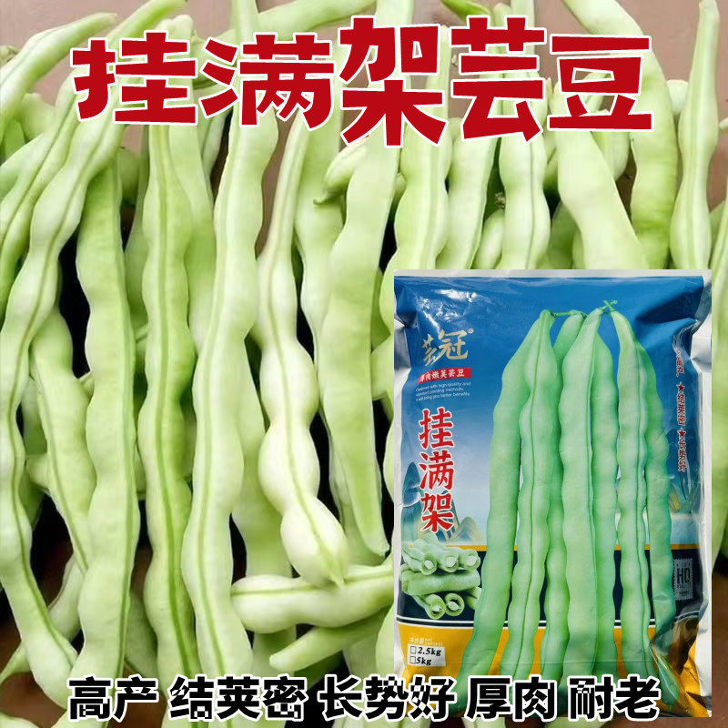 挂满架芸豆厚肉高产早熟耐老白条