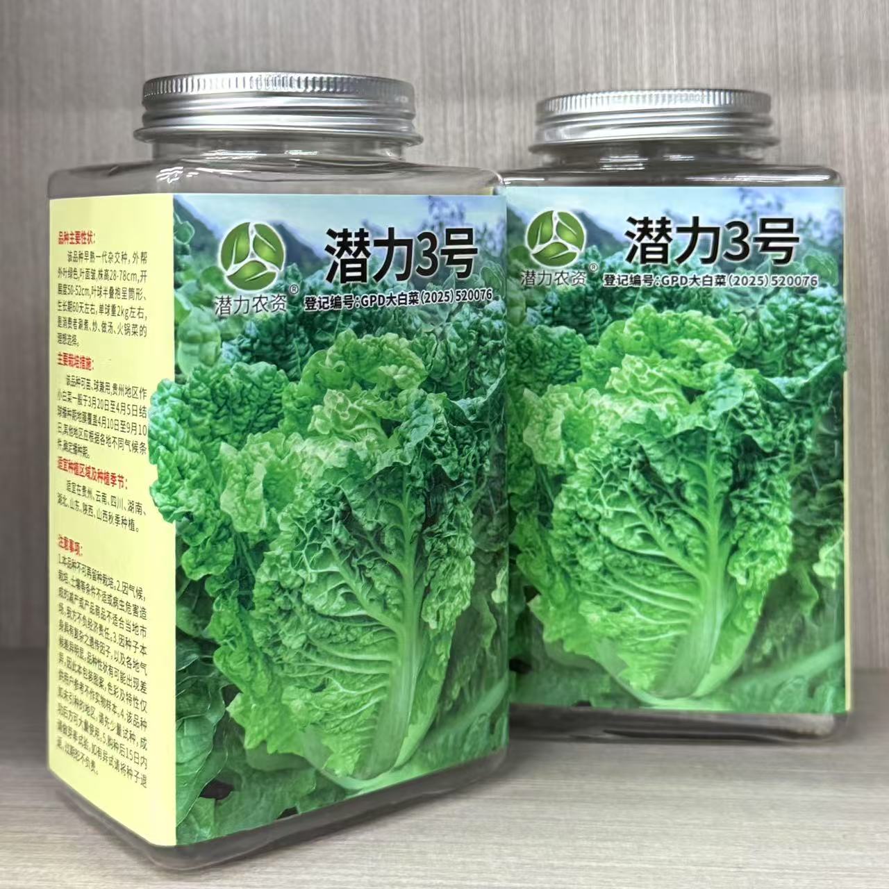 潜力3号麻叶火锅皱叶菜种子贵州白菜叶多无筋早熟高山麻叶菜种籽
