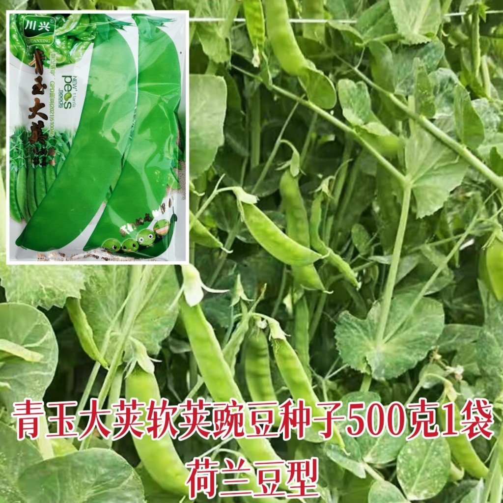 青玉大荚软荚豌豆种子秋播耐寒荷兰豆型种籽青豆荚食荚豌豆蔬菜孑