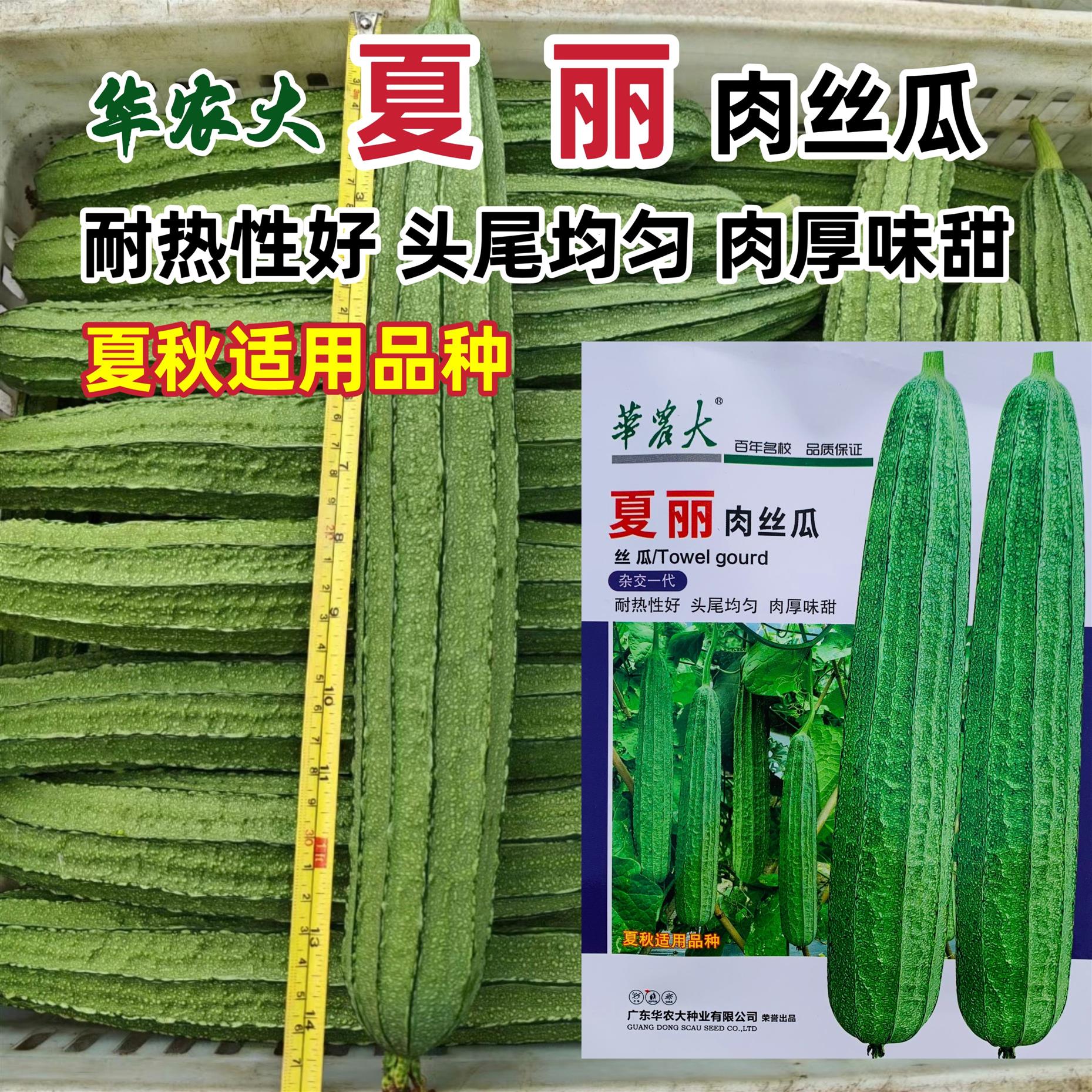 广东大花点丝瓜种子夏丽肉丝瓜种籽耐热夏秋季大肉花点味甜