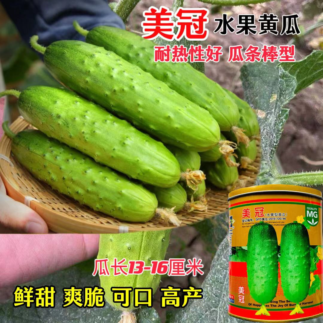 美冠黄瓜种子春季庭院水果黄瓜蔬菜种孑精典早熟抗病耐老黄瓜种籽