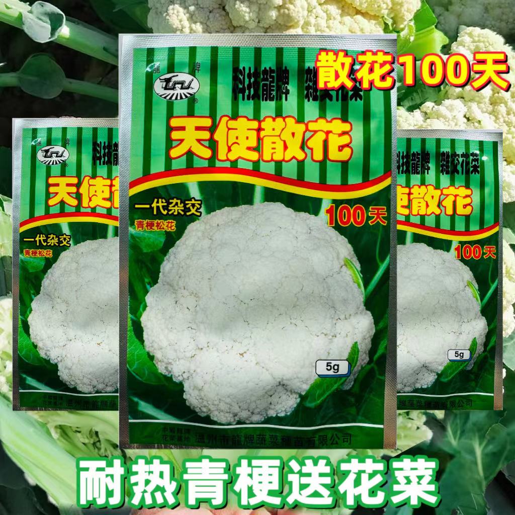 龙牌天使散花100天花菜种子株型较小花球松散耐热抗病松花菜种籽