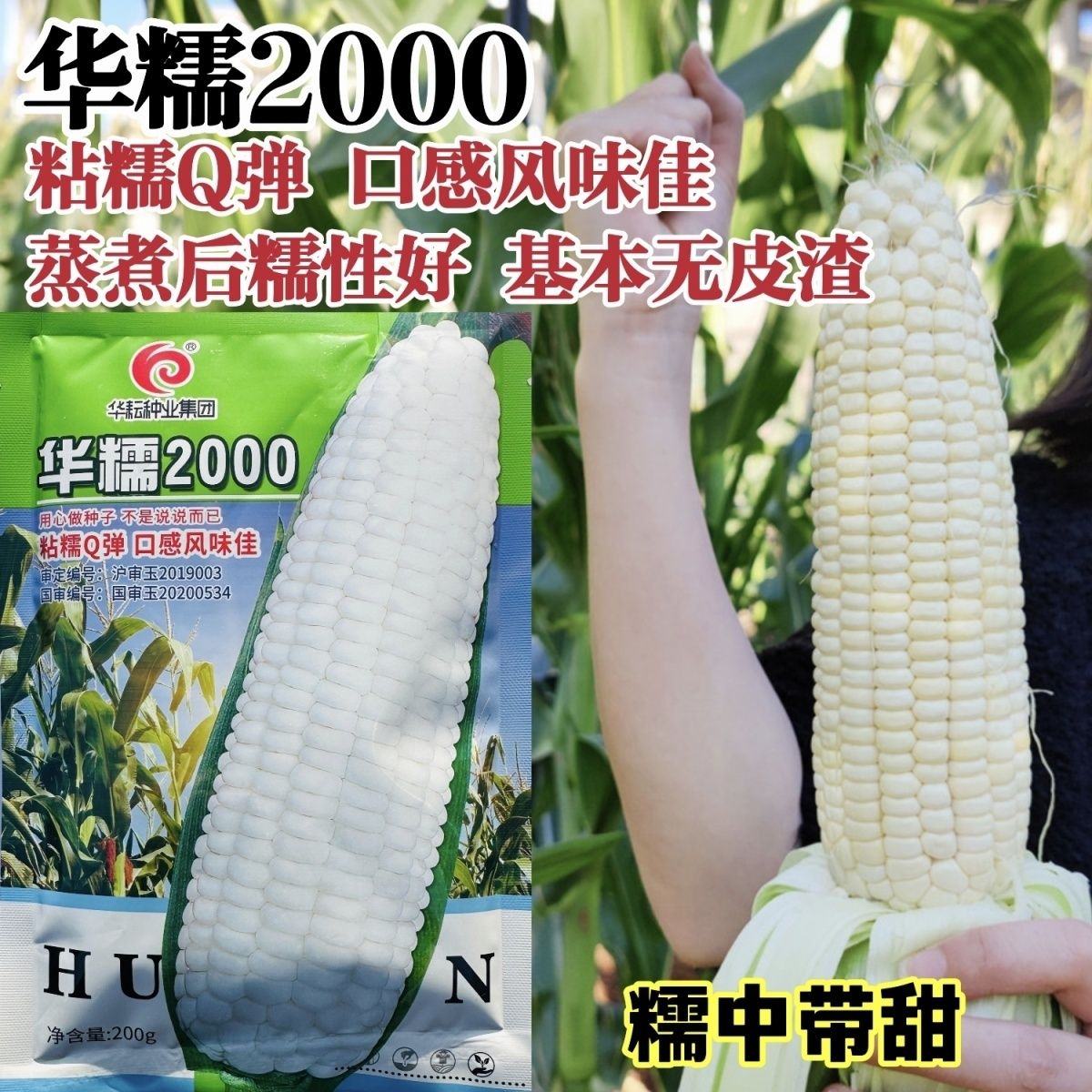 国审华糯2000玉米种子春秋播白糯玉米种子鲜食糯玉米种籽粘糯鲜香