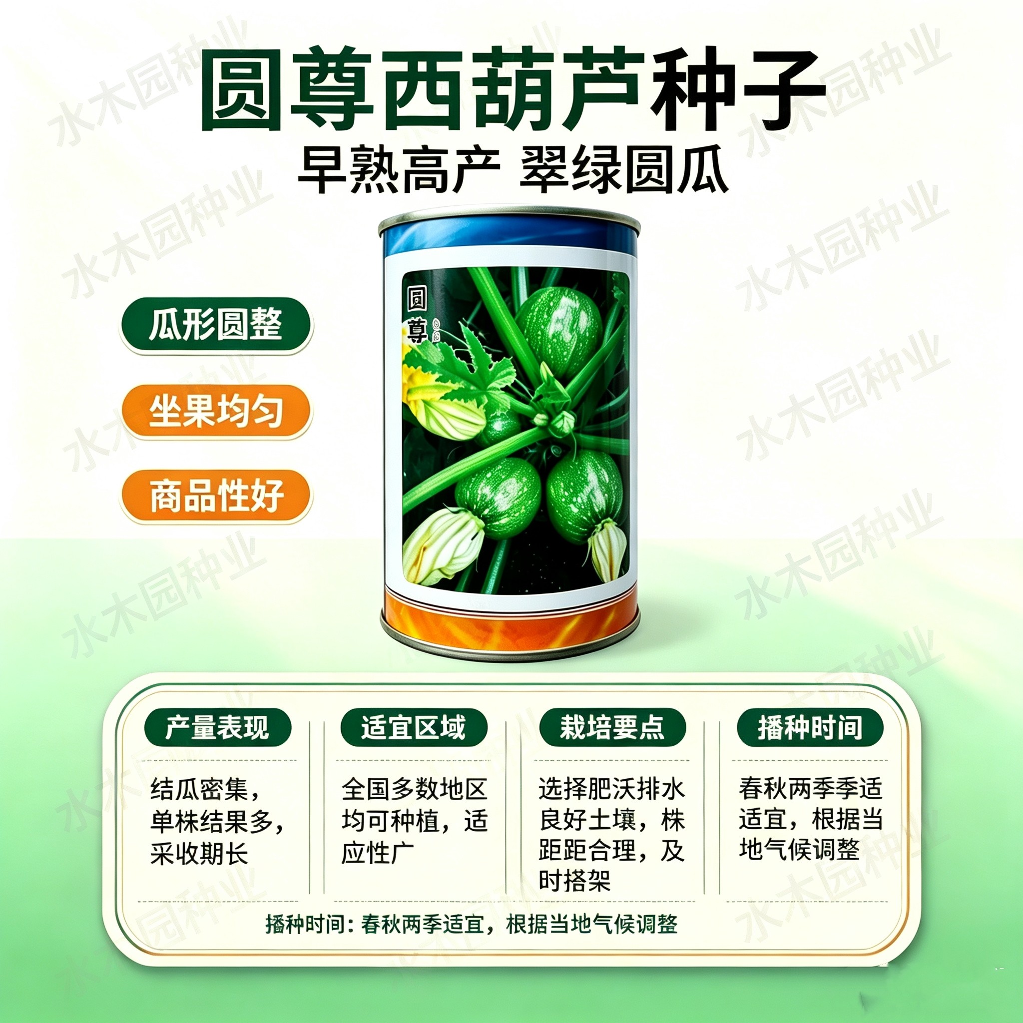 圆尊小瓜西葫芦种子杂交短蔓圆形西葫芦籽高产一串铃嫩南瓜菜南瓜