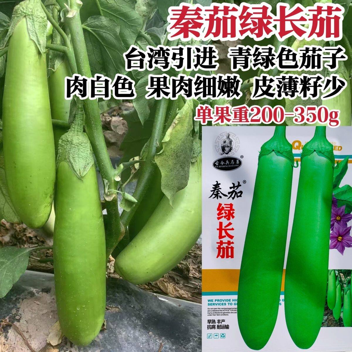 秦茄绿长茄种子早熟白肉长茄子种子长棒型秋茄子抗病蔬菜种子高产