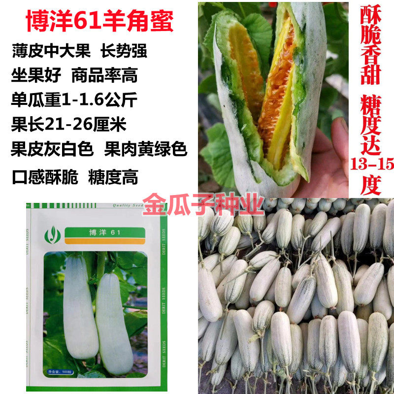 天津德瑞特博洋61甜瓜种子羊角脆羊角蜜种籽薄皮甜脆杂交大田种子