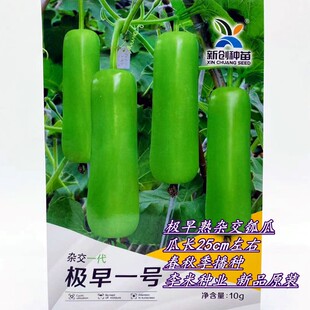 极早一号瓠瓜种子抗病抗逆早熟杂交瓠子种籽农家春秋季播蔬菜种孑