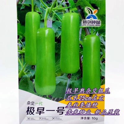 极早一号瓠瓜种子抗病抗逆早熟杂交瓠子种籽农家春秋季播蔬菜种孑