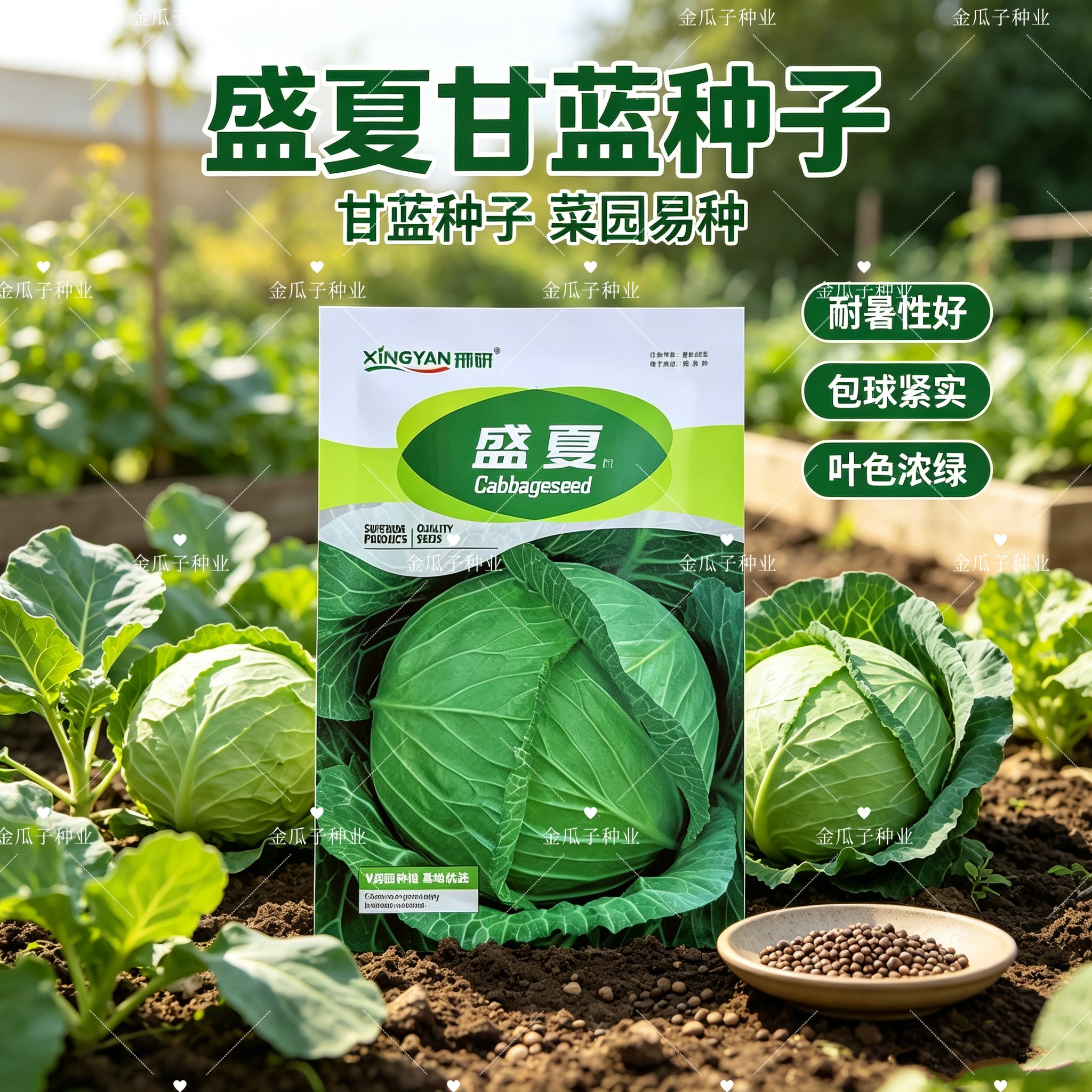 盛夏一代杂交扁圆型甘蓝种子叶质脆嫩味甜口感好耐裂抗病春夏秋播