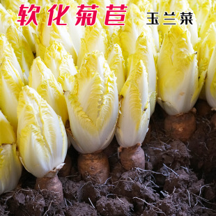 软化菊苣种子黄菊苣种籽玉兰菜根种苗四季春季特菜盆栽农家蔬菜孑