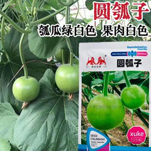 圆瓠子圆瓠瓜种子早熟高产抗病耐热耐寒春秋播蔬菜种子