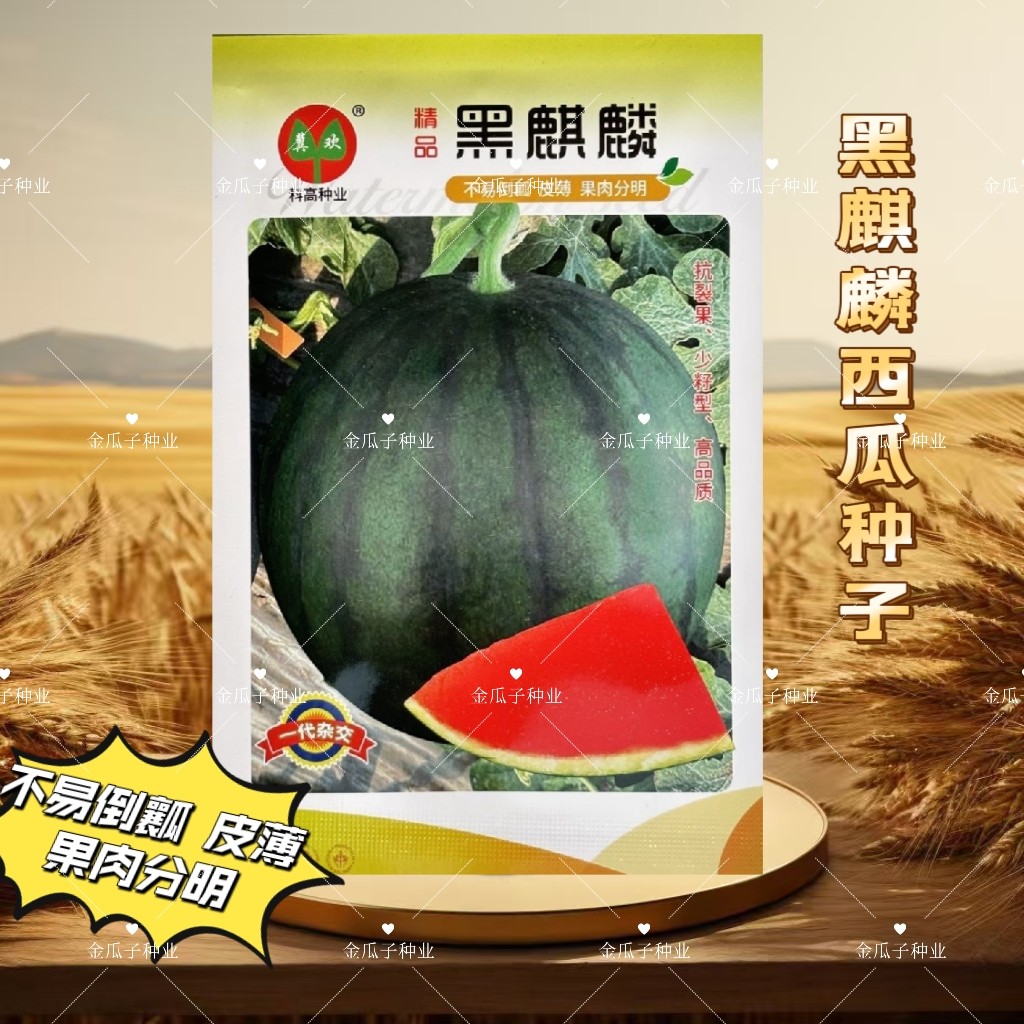 黑麒麟黑皮大西瓜种子早中熟红瓤高产大果高圆黑麒麟西瓜种子籽