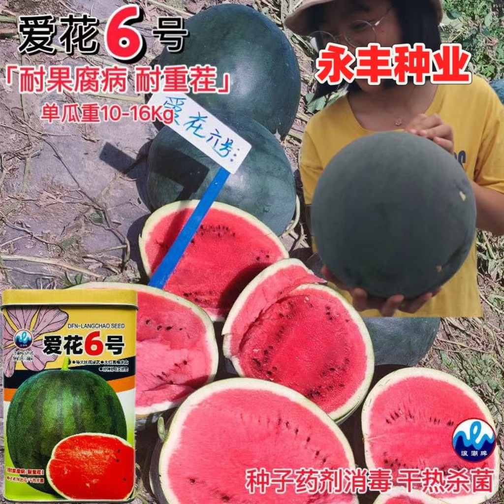 爱花6号西瓜种子耐重茬耐裂耐高温西瓜种籽大田基地春夏季播水果