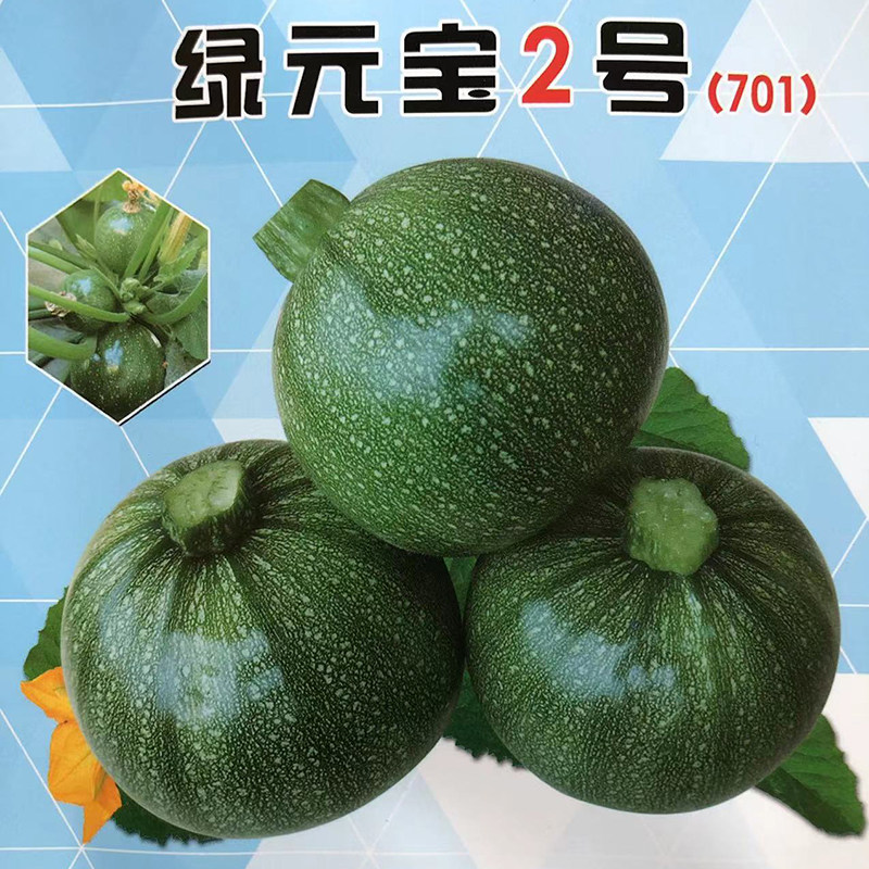 绿元宝2号西葫芦种子 春秋播种圆球形短蔓西葫芦籽小青瓜短藤瓜种