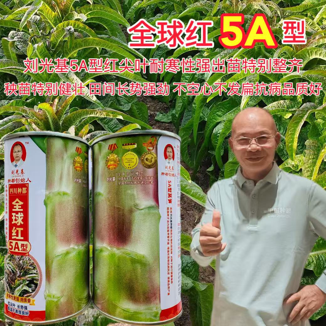 种都全球红5A型红尖叶莴笋种子皮淡紫色高产抗病耐寒耐抽苔莴苣种