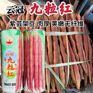 云冠九粒红紫芸架豆种子蔓生荚嫩无纤维肉厚抗病强产量高春秋种植