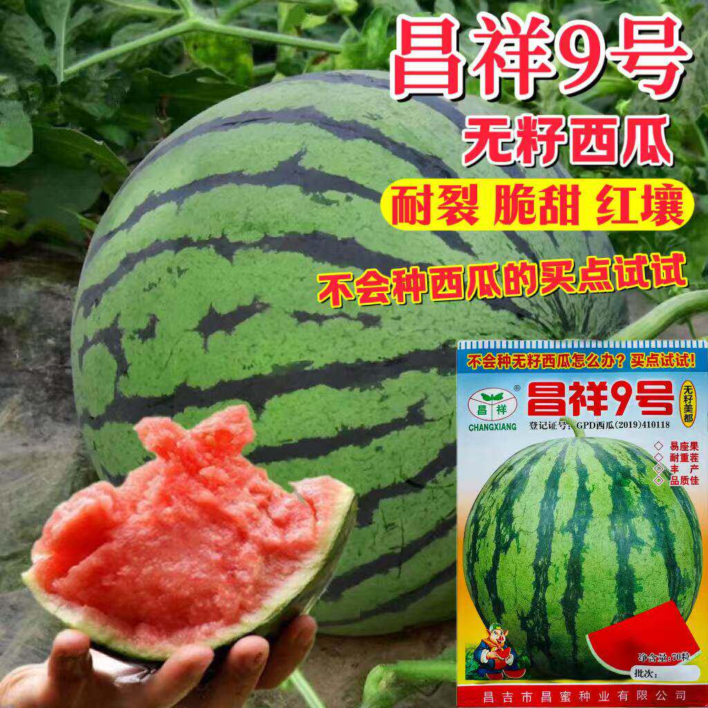 9号无籽西瓜种子美都薄皮特大抗号耐重茬冰糖麒麟西瓜种籽孑
