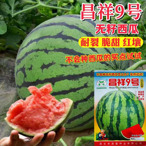 9号无籽西瓜种子美都薄皮特大抗号耐重茬冰糖麒麟西瓜种籽孑