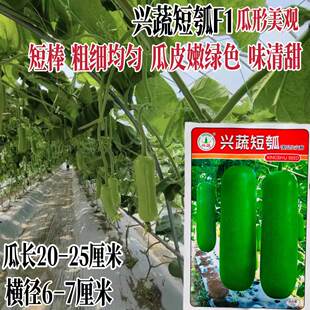 短瓠瓜种籽杂交优质短棒嫩绿皮瓠子种子农家春秋季播蔬菜种孑