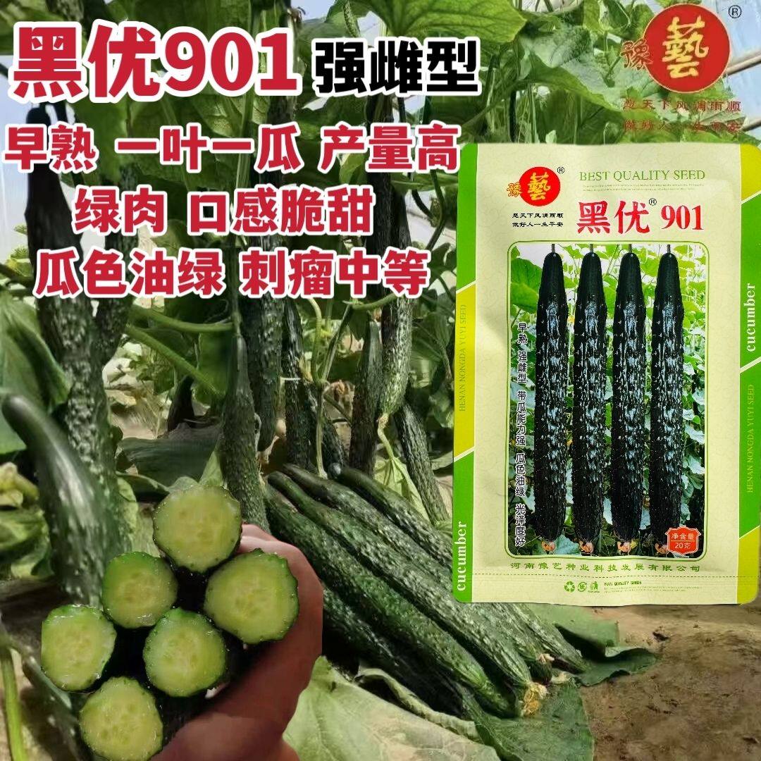 豫艺黑优901黄瓜种子强雌早熟春秋四季油亮高产绿心黄瓜种子脆甜