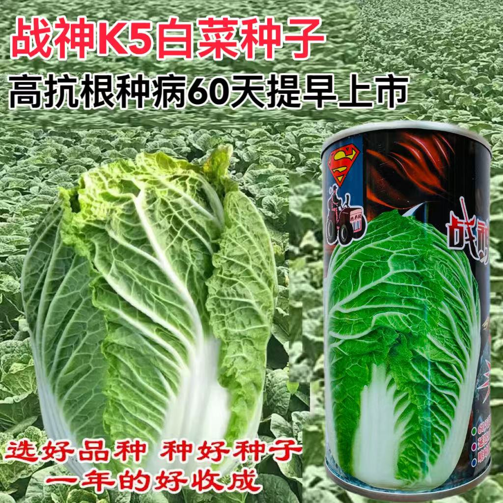 战神K5大白菜种子高产抗病四季蔬菜种籽农家大田基地秋播白菜种孑