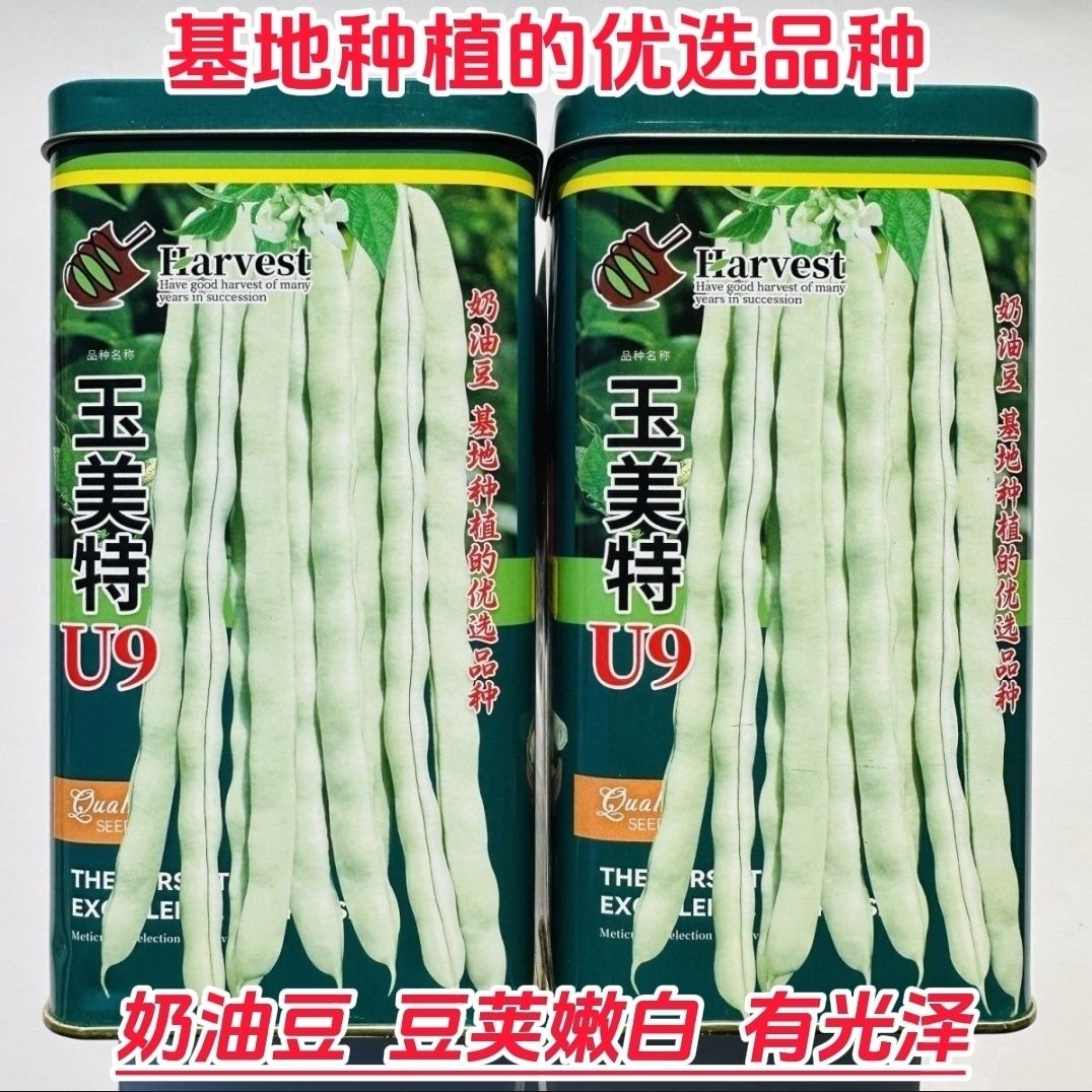 玉美特U9架豆种子基地专用品种中早熟豆荚嫩白色架豆菜豆种子春秋