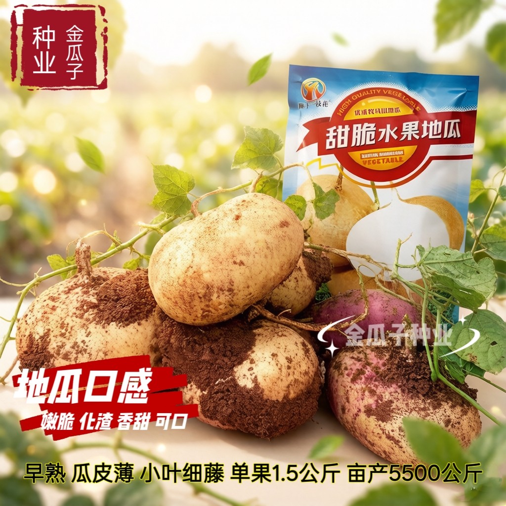 甜脆水果地瓜种子优质牧马山地瓜种籽香甜可口嫩脆化渣凉薯种籽孑