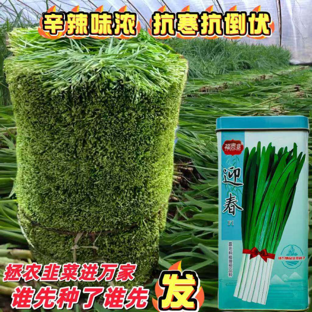 迎春韭菜种子高产抗病抗倒抗寒早发优质韭菜种籽孑农家四季蔬菜种