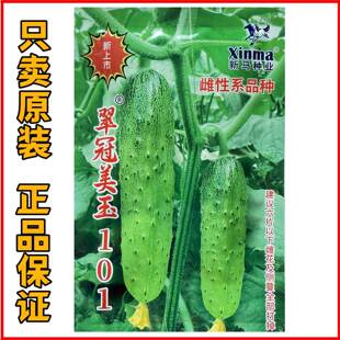 新马翠冠美玉101水果黄瓜种子早熟高产抗病口感脆嫩多汁