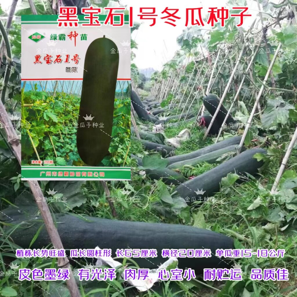 黑宝石1号冬瓜种子肉质厚心室小墨绿皮特大冬瓜籽早熟抗病蔬菜孑